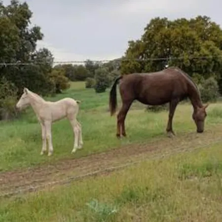 Montechico By Sharingco *