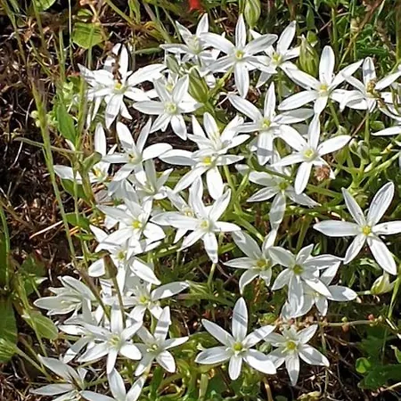 Montechico By Sharingco