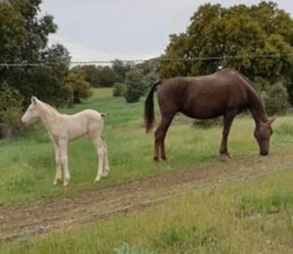 Montechico By Sharingco *