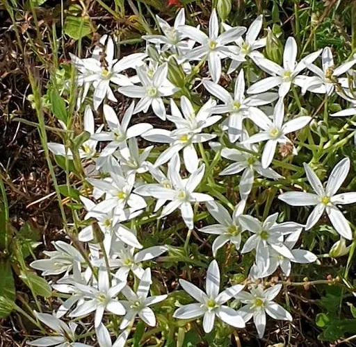 Montechico By Sharingco