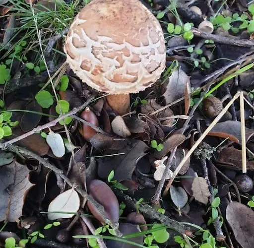 Montechico By Sharingco *